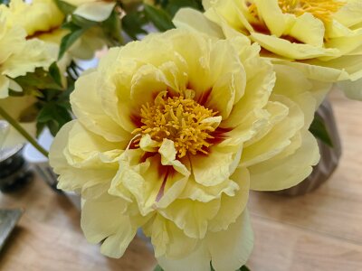 WuhanFlowerShow0426 (151)