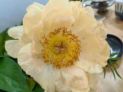 WuhanFlowerShow0426 (152)