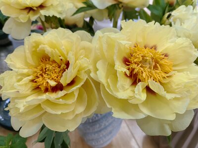 WuhanFlowerShow0426 (153)