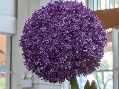 WuhanFlowerShow0426 (156)