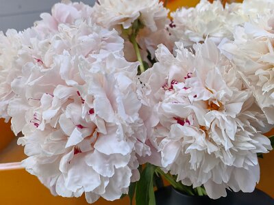 WuhanFlowerShow0426 (159)