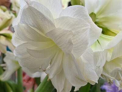 WuhanFlowerShow0426 (16)