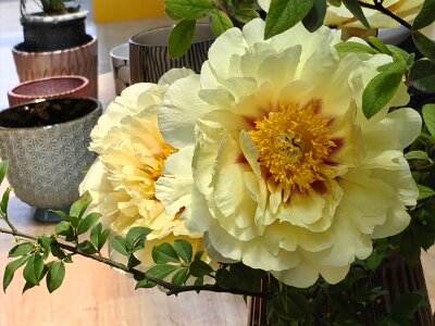 WuhanFlowerShow0426 (162)