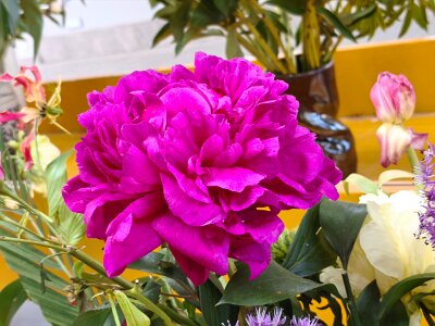 WuhanFlowerShow0426 (164)