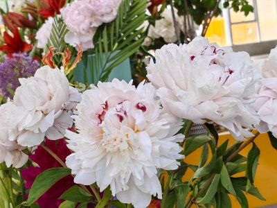 WuhanFlowerShow0426 (165)