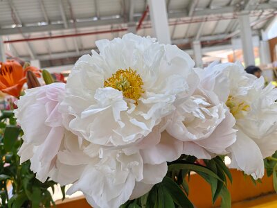 WuhanFlowerShow0426 (169)