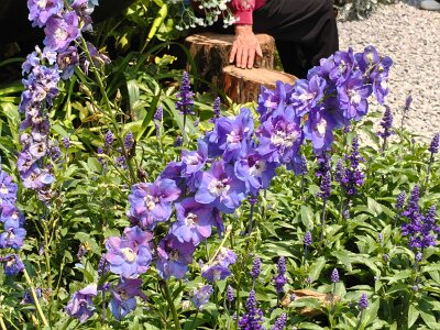 WuhanFlowerShow0426 (173)