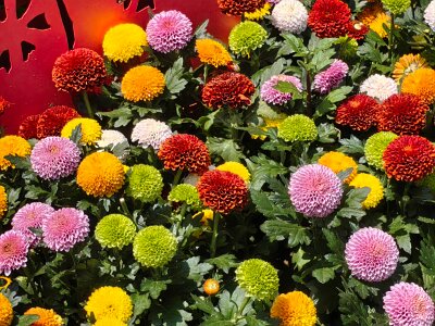 WuhanFlowerShow0426 (178)