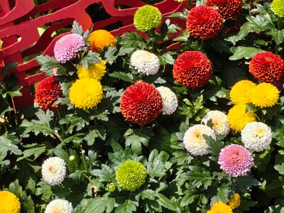 WuhanFlowerShow0426 (179)