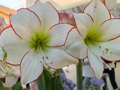WuhanFlowerShow0426 (18)