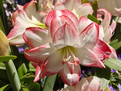 WuhanFlowerShow0426 (19)