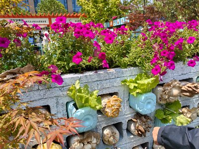 WuhanFlowerShow0426 (192)