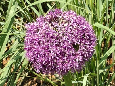 WuhanFlowerShow0426 (200)