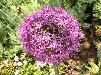WuhanFlowerShow0426 (206)