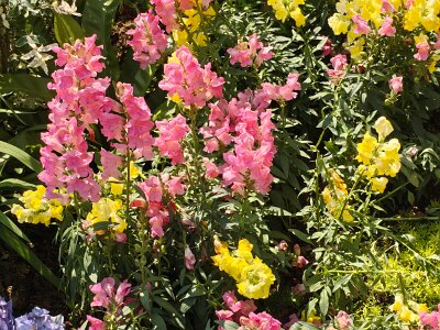 WuhanFlowerShow0426 (210)