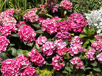 WuhanFlowerShow0426 (211)