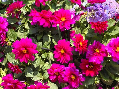 WuhanFlowerShow0426 (212)