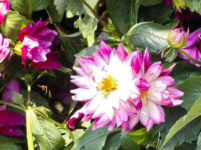 WuhanFlowerShow0426 (214)