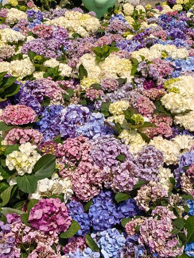 WuhanFlowerShow0426 (229)