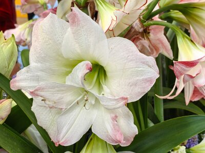 WuhanFlowerShow0426 (23)