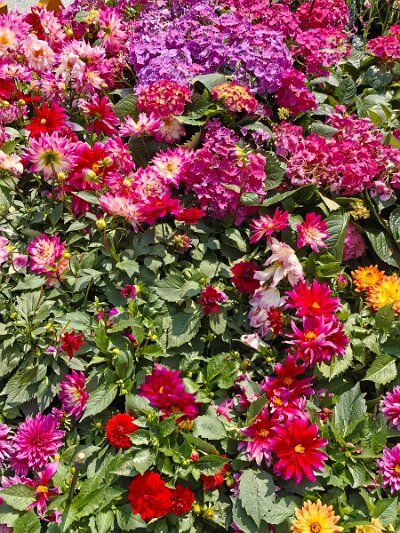 WuhanFlowerShow0426 (230)