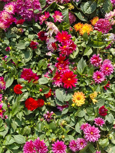 WuhanFlowerShow0426 (231)