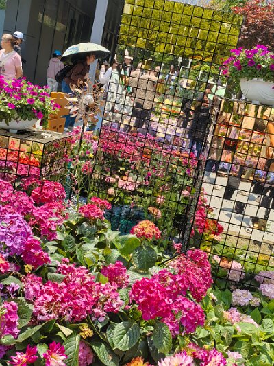WuhanFlowerShow0426 (232)