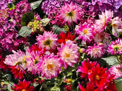 WuhanFlowerShow0426 (233)