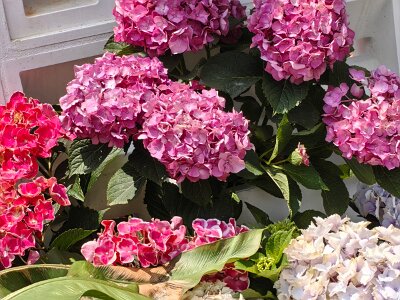 WuhanFlowerShow0426 (236)