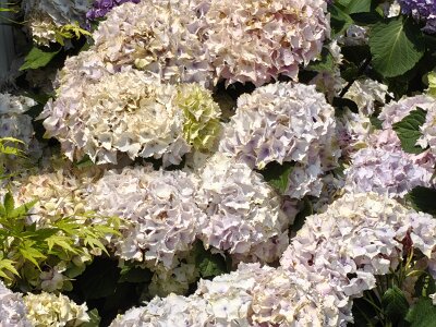 WuhanFlowerShow0426 (237)