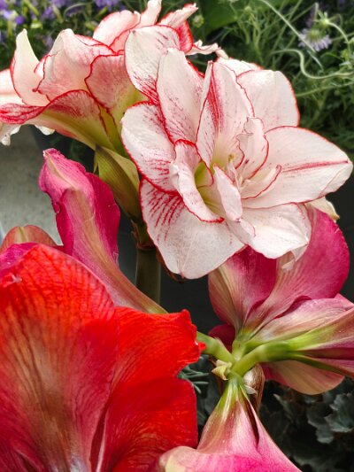 WuhanFlowerShow0426 (24)