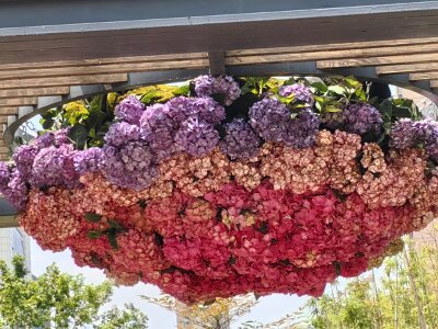 WuhanFlowerShow0426 (240)