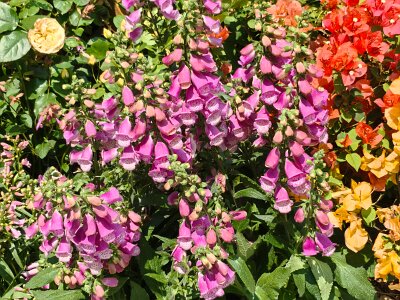 WuhanFlowerShow0426 (244)