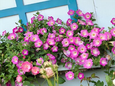 WuhanFlowerShow0426 (248)