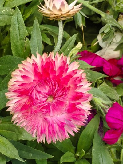WuhanFlowerShow0426 (249)