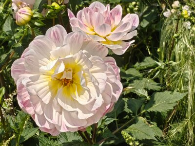 WuhanFlowerShow0426 (253)