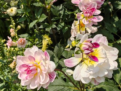 WuhanFlowerShow0426 (254)