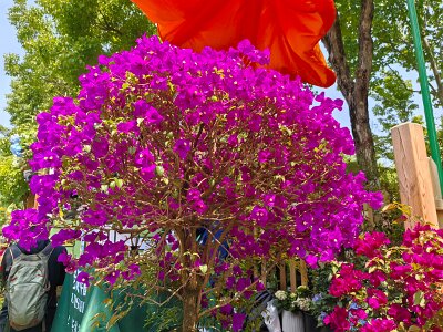 WuhanFlowerShow0426 (258)