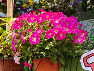 WuhanFlowerShow0426 (259)