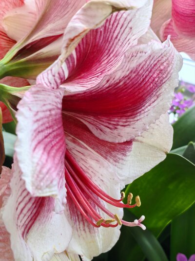 WuhanFlowerShow0426 (26)
