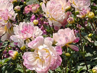 WuhanFlowerShow0426 (276)