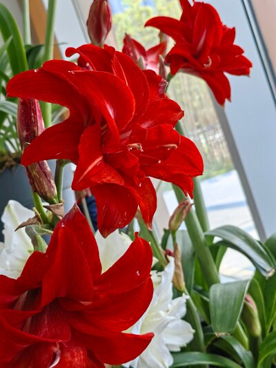 WuhanFlowerShow0426 (28)