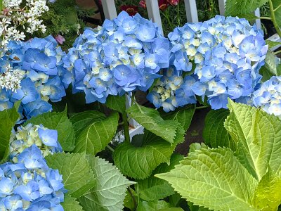 WuhanFlowerShow0426 (291)