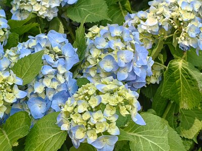 WuhanFlowerShow0426 (292)