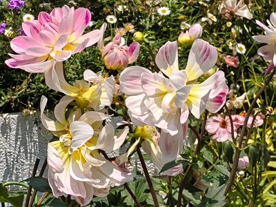 WuhanFlowerShow0426 (296)