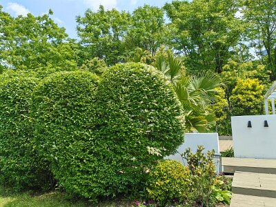WuhanFlowerShow0426 (309)