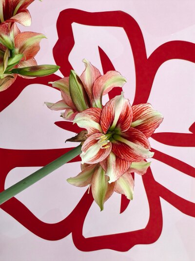 WuhanFlowerShow0426 (31)