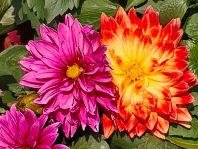 WuhanFlowerShow0426 (317)