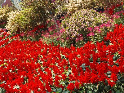 WuhanFlowerShow0426 (319)