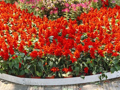 WuhanFlowerShow0426 (320)
